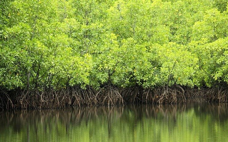 Hara-Jungle-Mangrove-Forest-atouradventure.com_