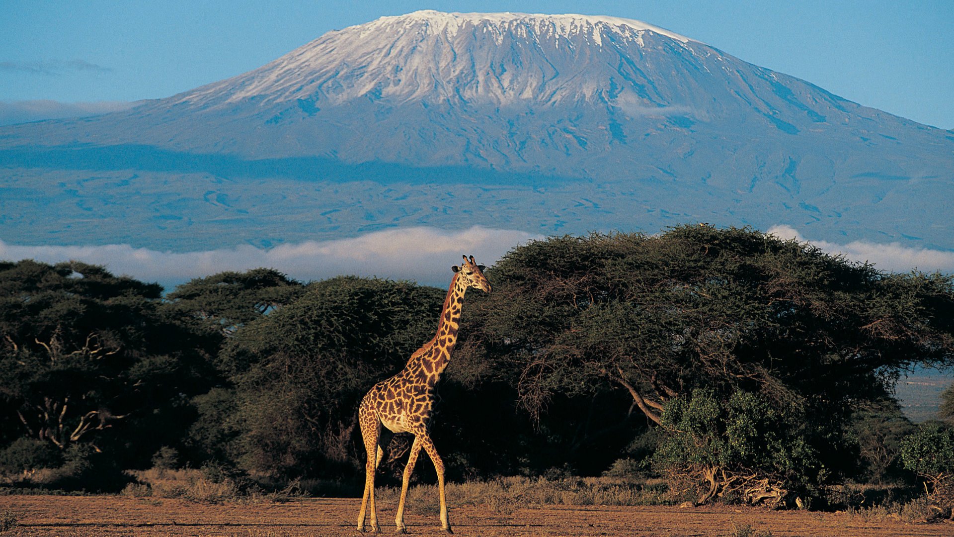 kilimanjaroo-safaris-and-zanzibar-beaches